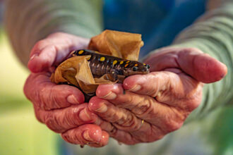 Spotted salamanders have long fallen victim to unbridled residential and commercial development that has threatened or destroyed their habitats. Credit: Lee Hedgepeth/Inside Climate News