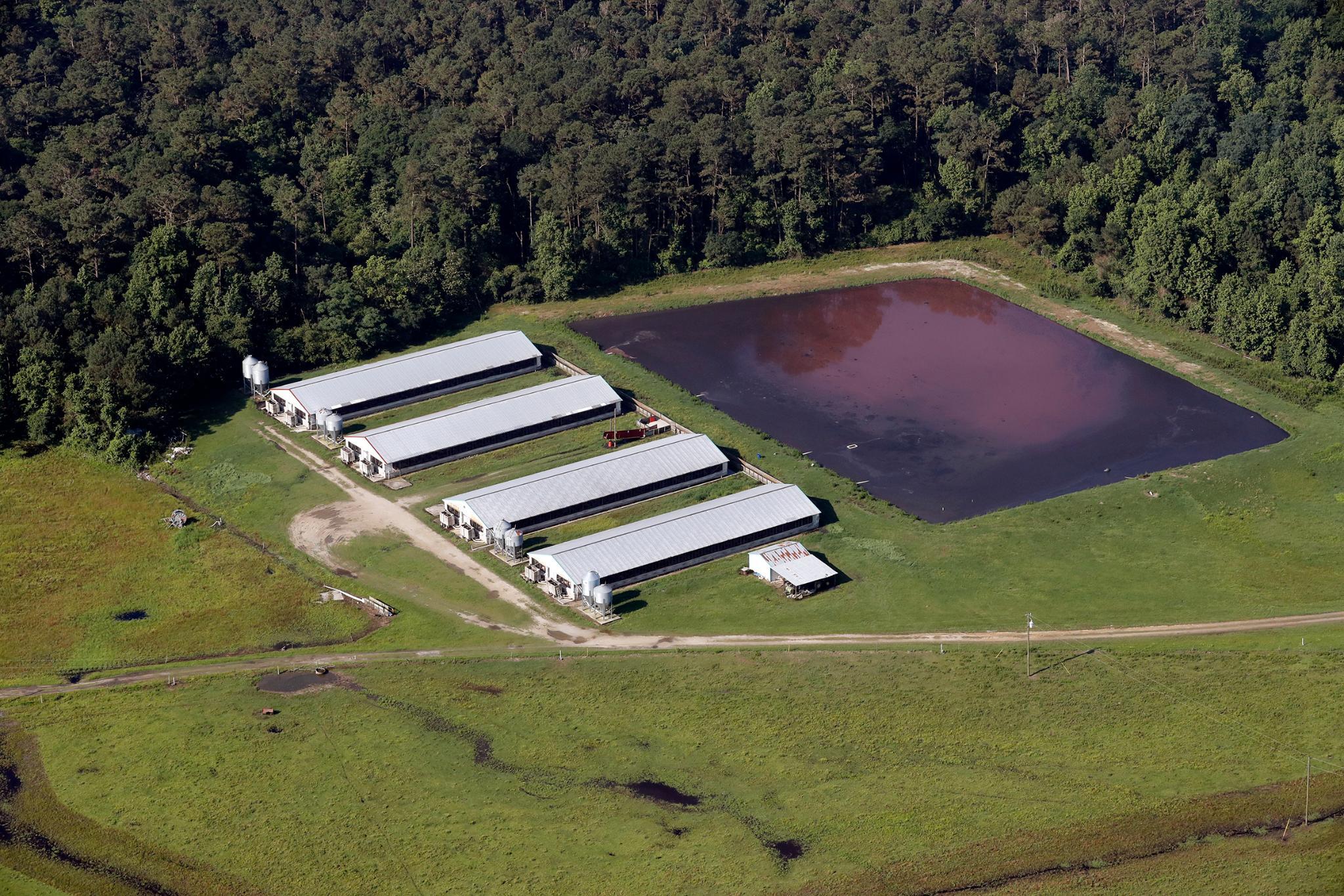 A hog farm in eastern North Carolina. Credit: Rick Dove
