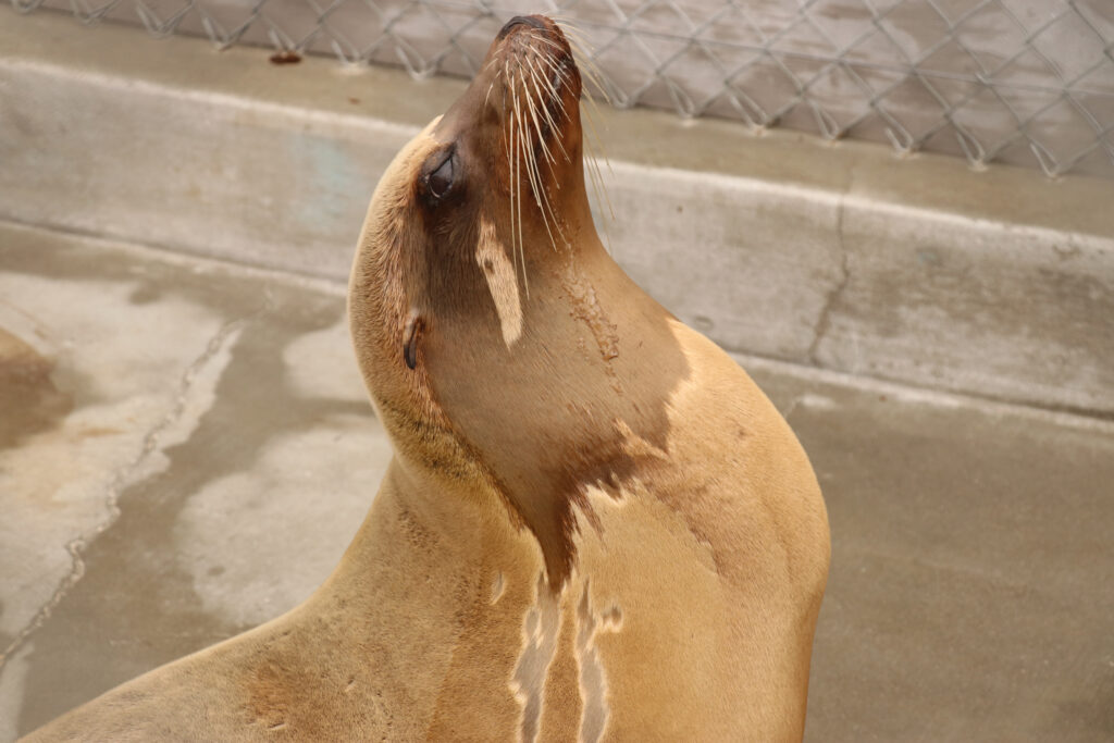 A sick California sea lion foams at the mouth and displays a common posture seen in animals experiencing domoic acid poisoning  that rescuers call "stargazing." Credit: Courtesy of the Marine Mammal Care Center