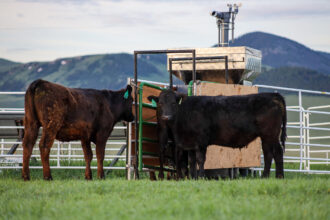 Beef cattle graze near a machine that releases a seaweed supplement and measures methane emissions on a ranch in Dillon, Mont. Credit: Paulo de Méo Filho/UC Davis
