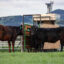 Beef cattle graze near a machine that releases a seaweed supplement and measures methane emissions on a ranch in Dillon, Mont. Credit: Paulo de Méo Filho/UC Davis