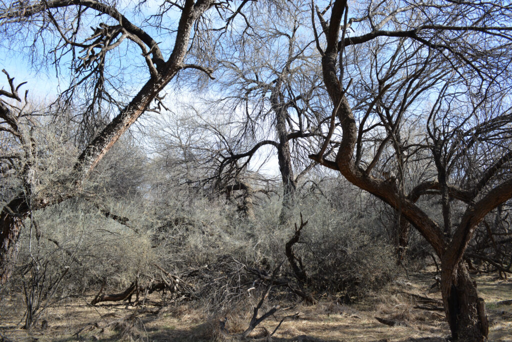 Outside the town of Mammoth, is a mesquite forest owned by the Resolution Copper mining company. The forest is the centerpiece of the company’s land exchange with the federal government to acquire land outside the town of Superior for a controversial mine that would destroy a sacred site for the Western Apache.