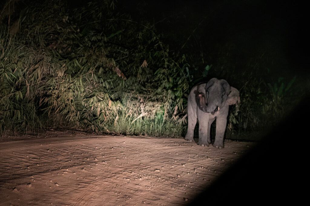 A mature male elephant is seen at night on the road from Pos Pasik in the Central Forest Spine.