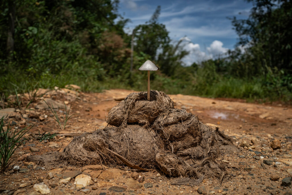 A mushroom has sprouted from elephant dung on a logging road in Temiar territory.