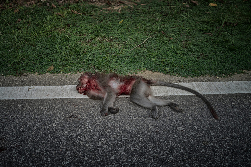 A long-tailed macaque has been killed while trying to cross a highway were a patch of forest meets an oil palm plantation in Perak.