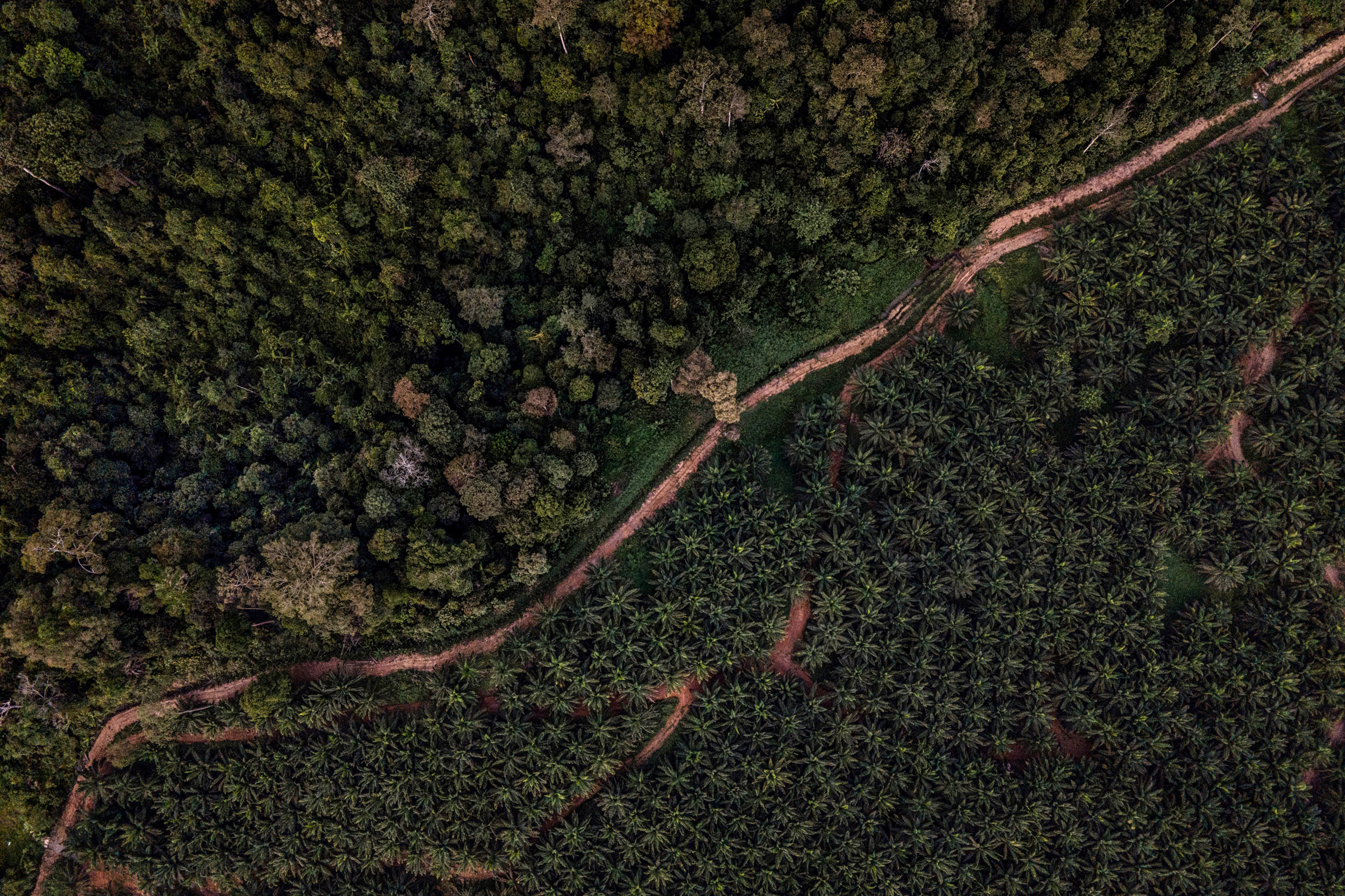 Oil palm plantations run right up to the border of the Taman Negara National Park, the ancestral homeland of the indigenous Batek people.