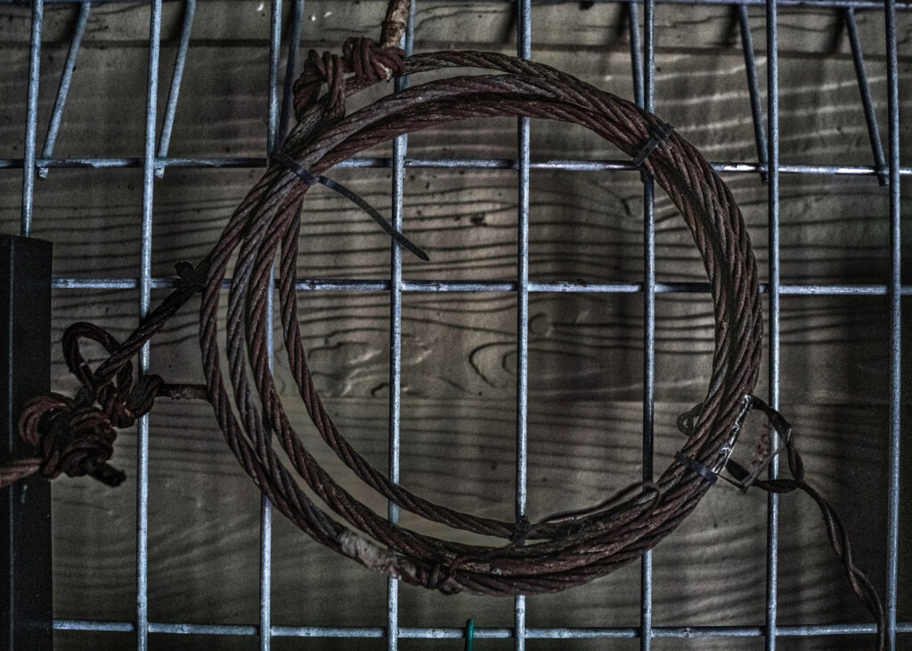 A dismantled snare to capture tigers was found by the Menraq team in the rainforests of Royal Belum State Park.