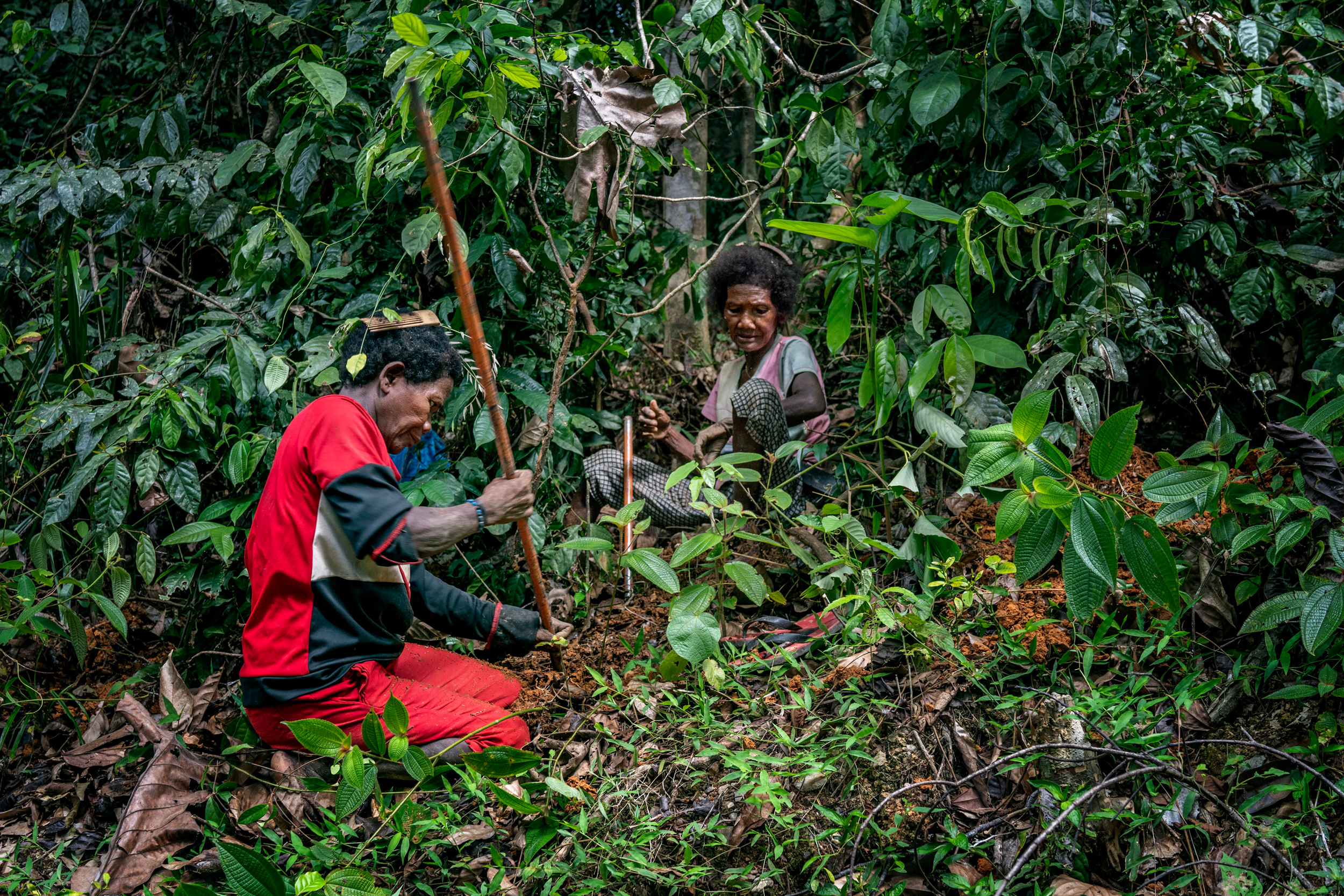 For indigenous Bateks women, digging up tubers, a staple carbohydrate in their diet, has become risky because it makes them vulnerable to ambush by tigers.