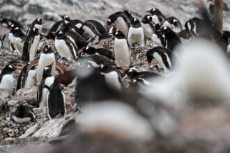 A colony of gentoo penguins gathers in Antarctica’s Gerlache Strait on Jan. 20, 2024. Credit: Juan Barreto/AFP via Getty Images
