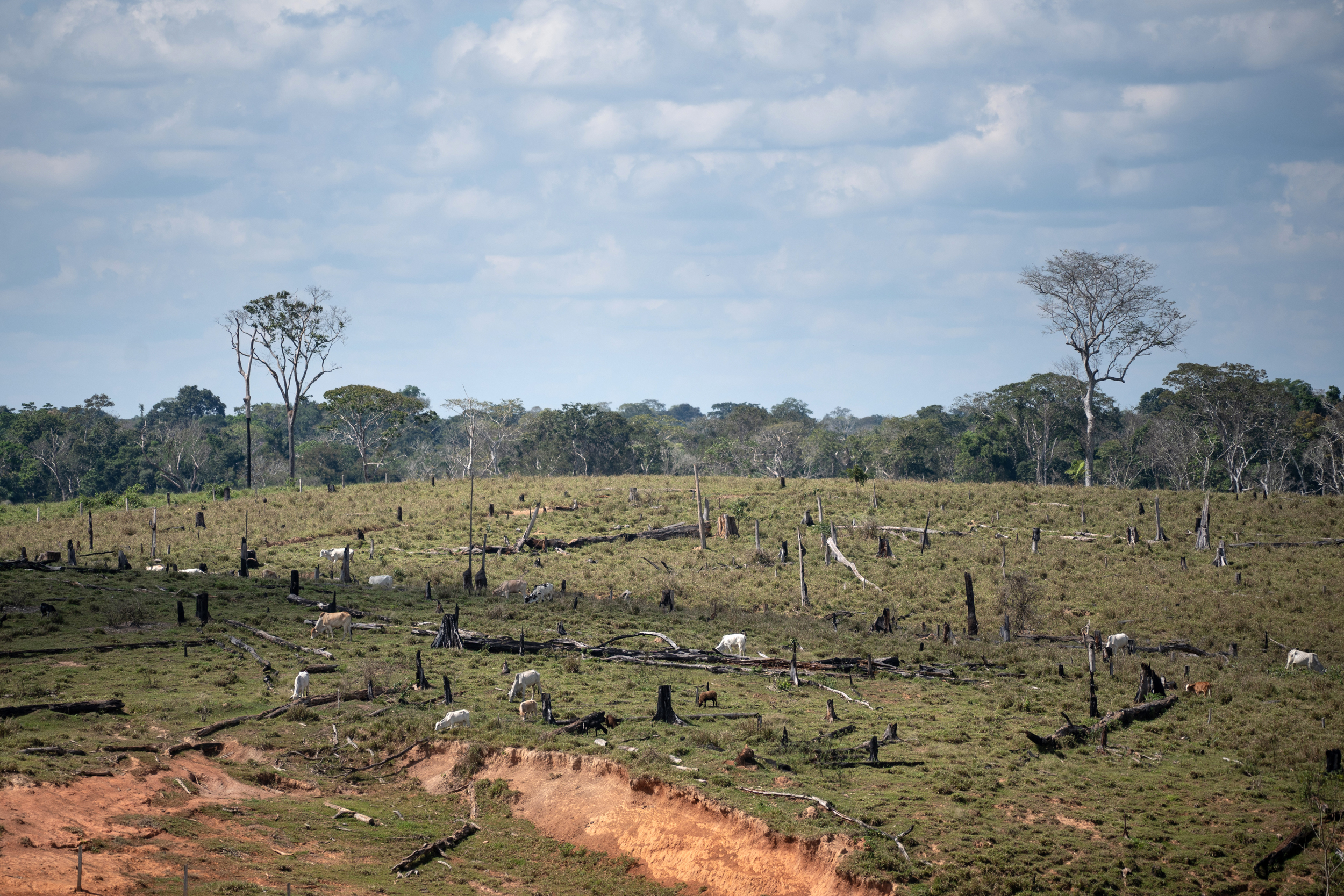 A group of cows graze on deforested land in Madre de Dios, Peru. Credit: Angela Ponce/The Washington Post via Getty Images