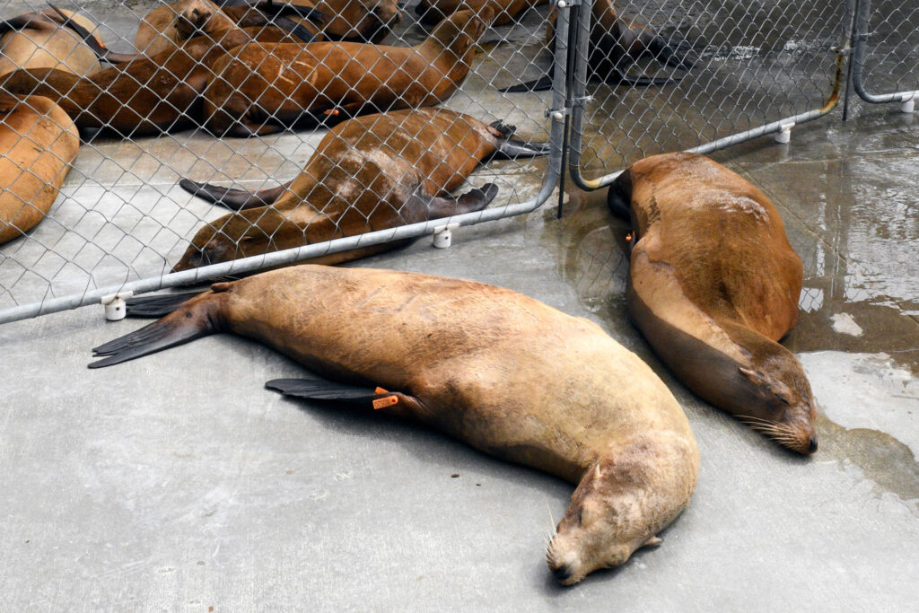 Sea lions poisoned by domoic acid rest in a recovery pen at the Marine Mammal Care Center's hospital in Los Angeles. Credit: Courtesy of the Marine Mammal Care Center
