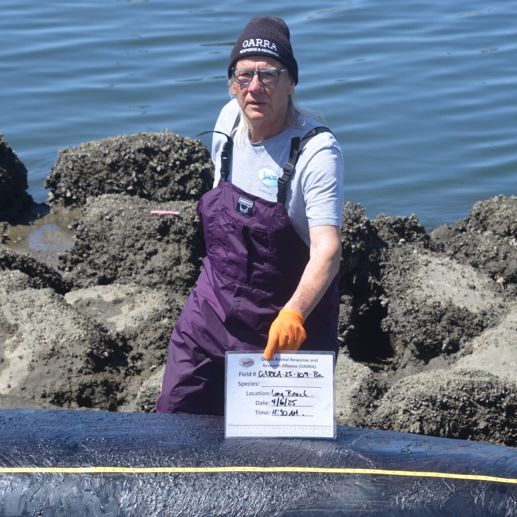 Keith Matassa, founder and CEO of the Ocean Animal Response and Research Alliance performs necropsy on a minke whale that washed ashore in April on Long Beach. Test results later showed the animal died from domoic acid poisoning. Credit: Courtesy of Keith Matassa