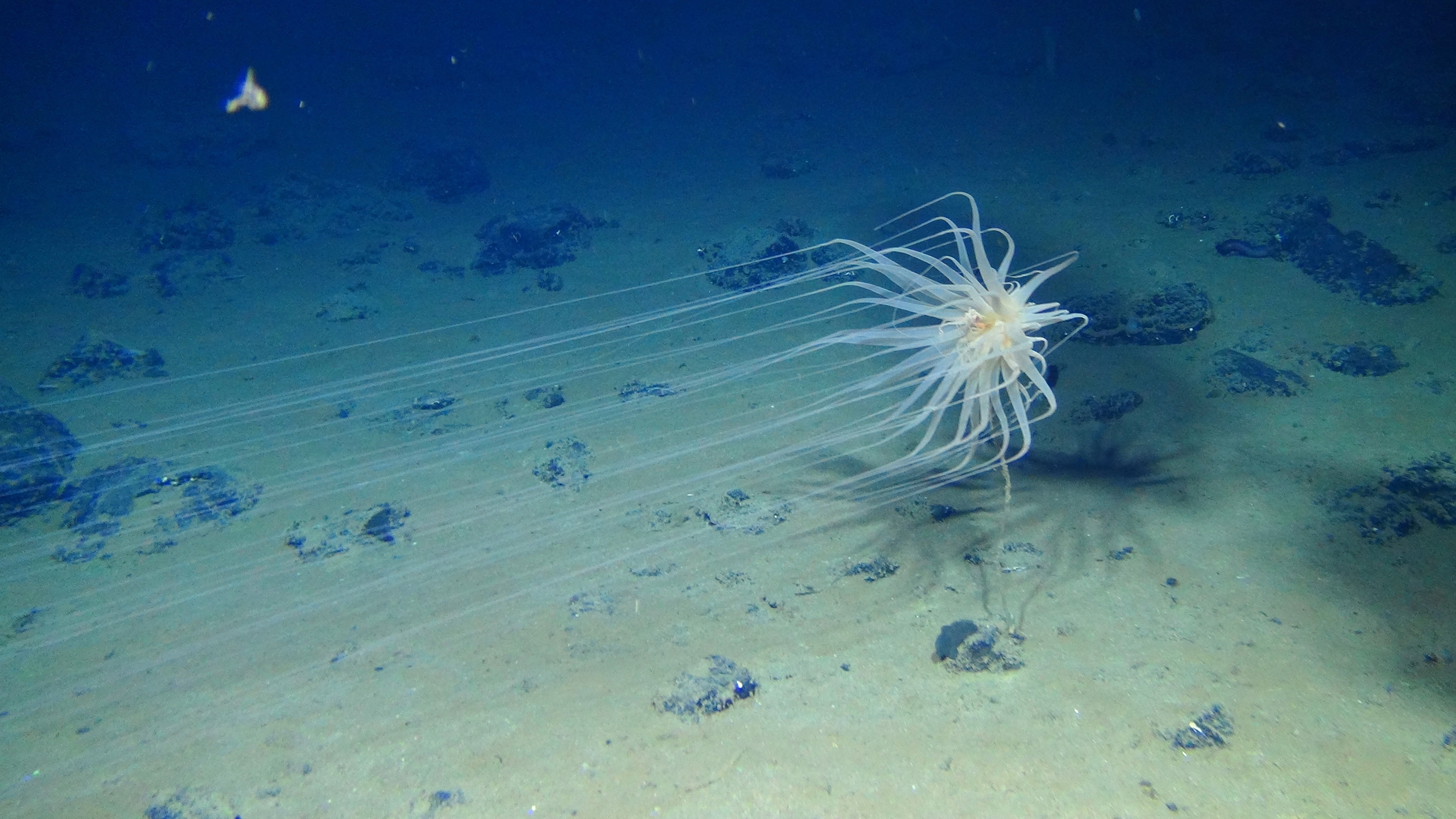On one of Diva Amon's first expeditions in the Clarion-Clipperton Zone, she used an ROV to document deep sea life including this Relicanthus daphneae, an anemone-like organism with 8-foot long tentacles. It was attached to the stalk of a dead sea sponge anchored to a polymetallic nodule.  Credit: Craig Smith and Diva Amon/ABYSSLINE Project