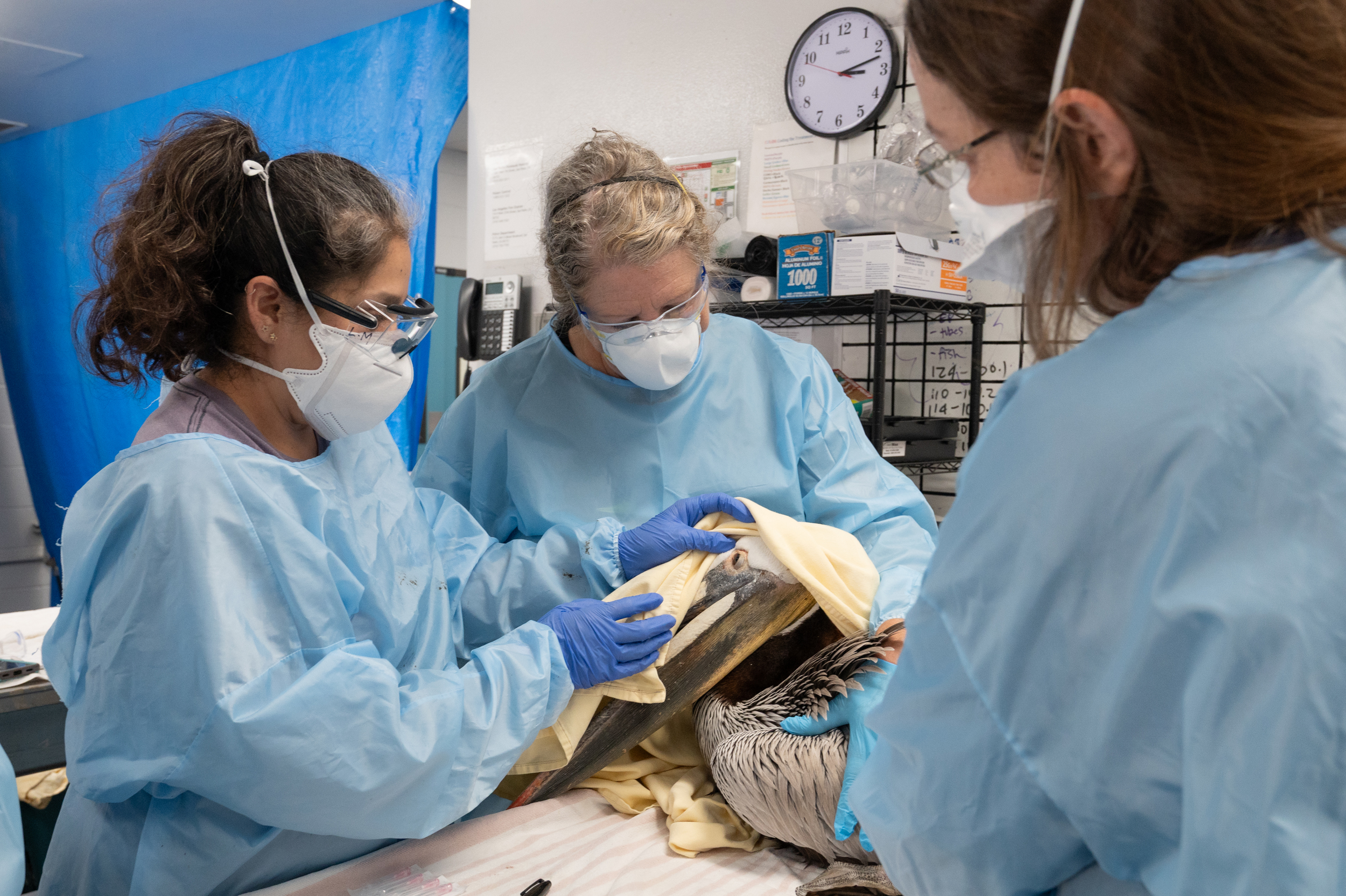 Staff at the International Bird Rescue in Los Angeles examine a sick brown pelican suffering from domoic acid poisoning. Credit: Ariana-Gastelum, courtesy of the International Bird Rescue