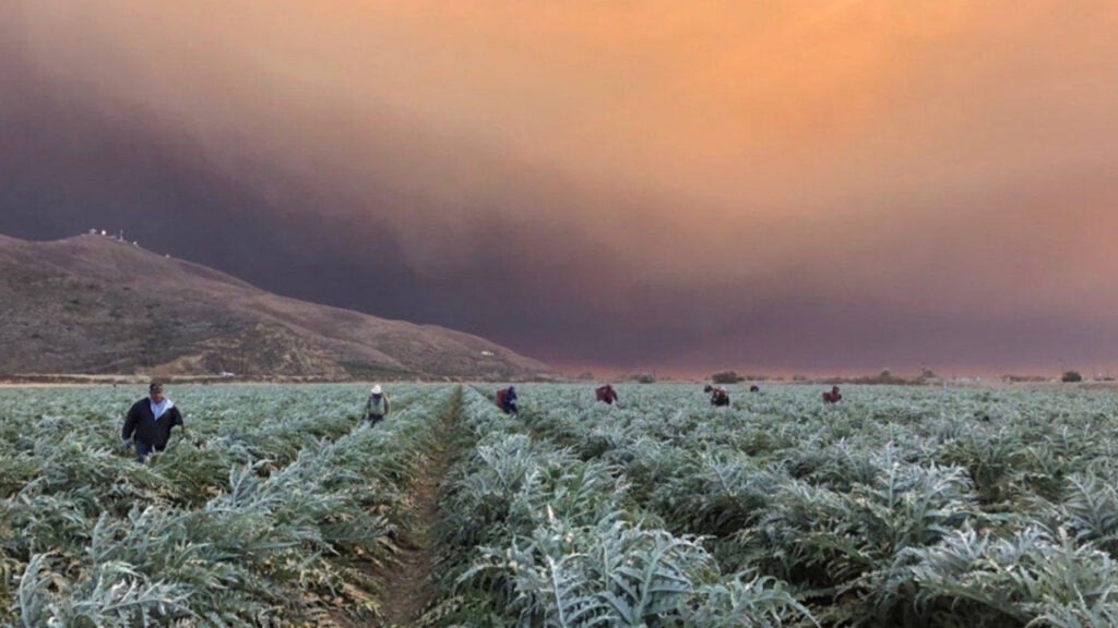 Data from the U.S. Bureau of Labor Statistics finds that agriculture-related jobs are most prone to injuries, and their situation will grow only more precarious with climate change. Credit: United Farm Workers