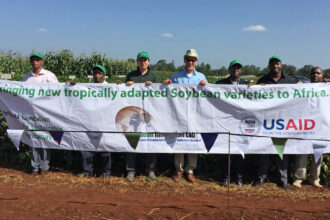 The Soybean Innovation Lab coordinated tests of soybean varieties in Malawi and other parts of Africa to create a database that farmers could access. Credit: Courtesy of Soybean Innovation Lab
