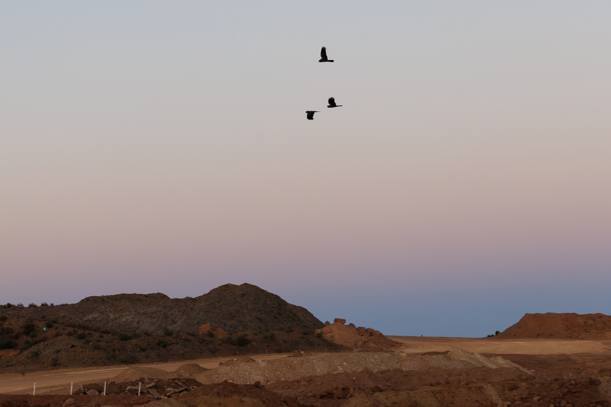Birds fly across a pastel-colored sky over a rocky, desert landscape at dusk or dawn.