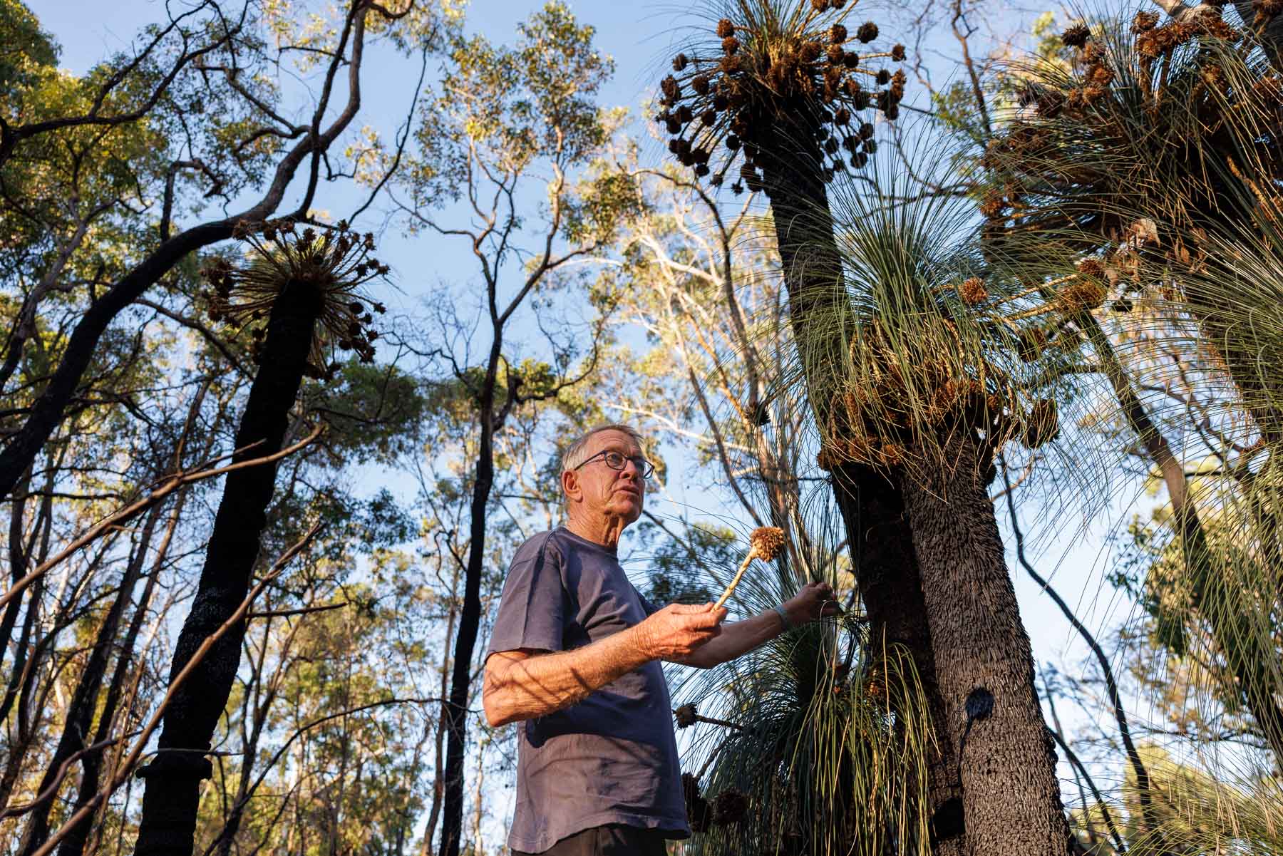 A person stands in a forest, holding a plant sample and examining a tall blackened tree with grass-like foliage and seed pods.