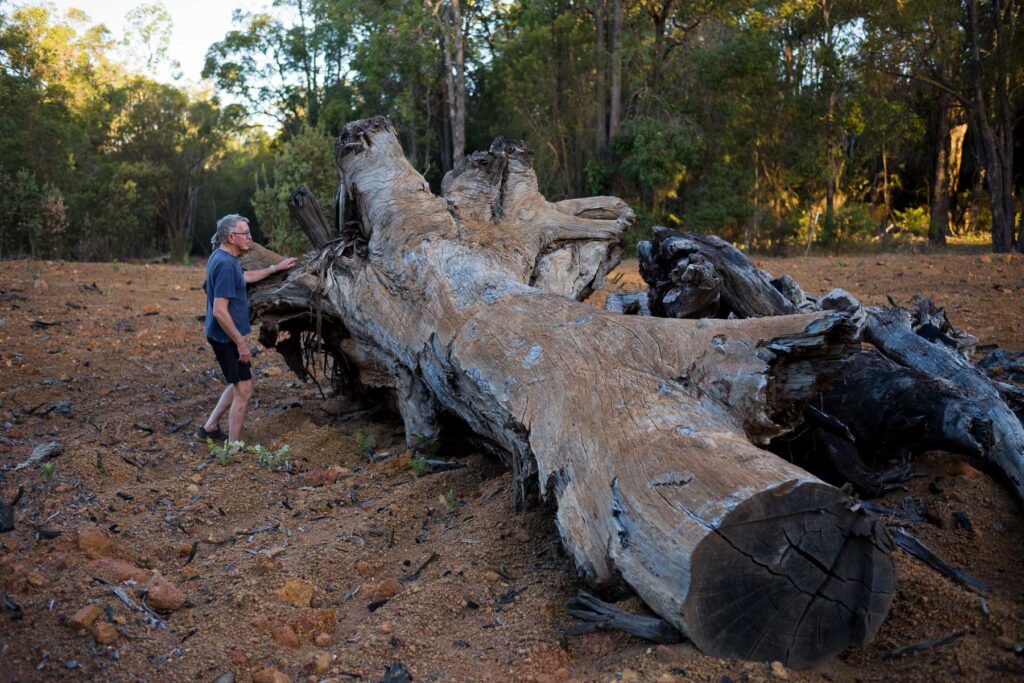 Kingsley Dixon surveys a felled jarrah tree at an Alcoa mine site that was rehabilitated by the company near Waroona. Credit: Quinn Glabicki/PublicSource