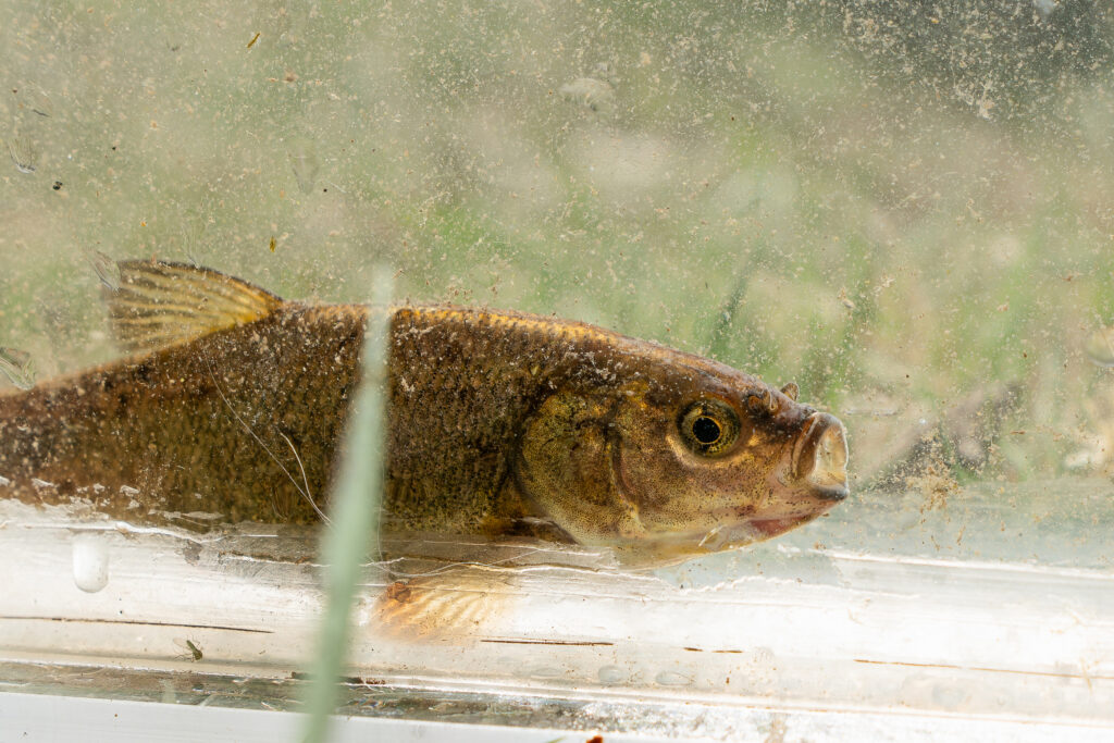 The Fish Lake Valley tui chub populations have been extirpated in all but one of its historic locations. Credit: Nathan Hurner/USFWS