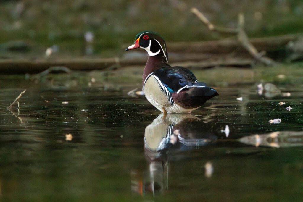 A wood duck wades through shallow water in what will soon be called the E.O. Wilson Land Between the Rivers Preserve. Credit: Hunter Nichols/TNC