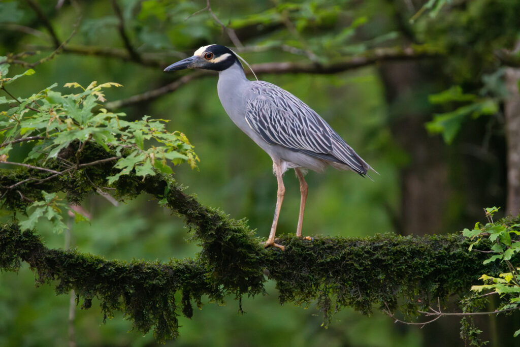 A yellow-crowned night heron perches atop a moss-covered branch in the preserve. Credit: Hunter Nichols/TNC