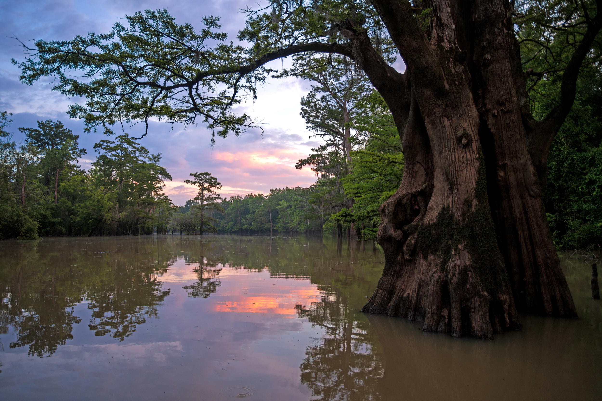 Cypress and other flood-tolerant trees anchor the landscape in the future preserve. Credit: Hunter Nichols/TNC