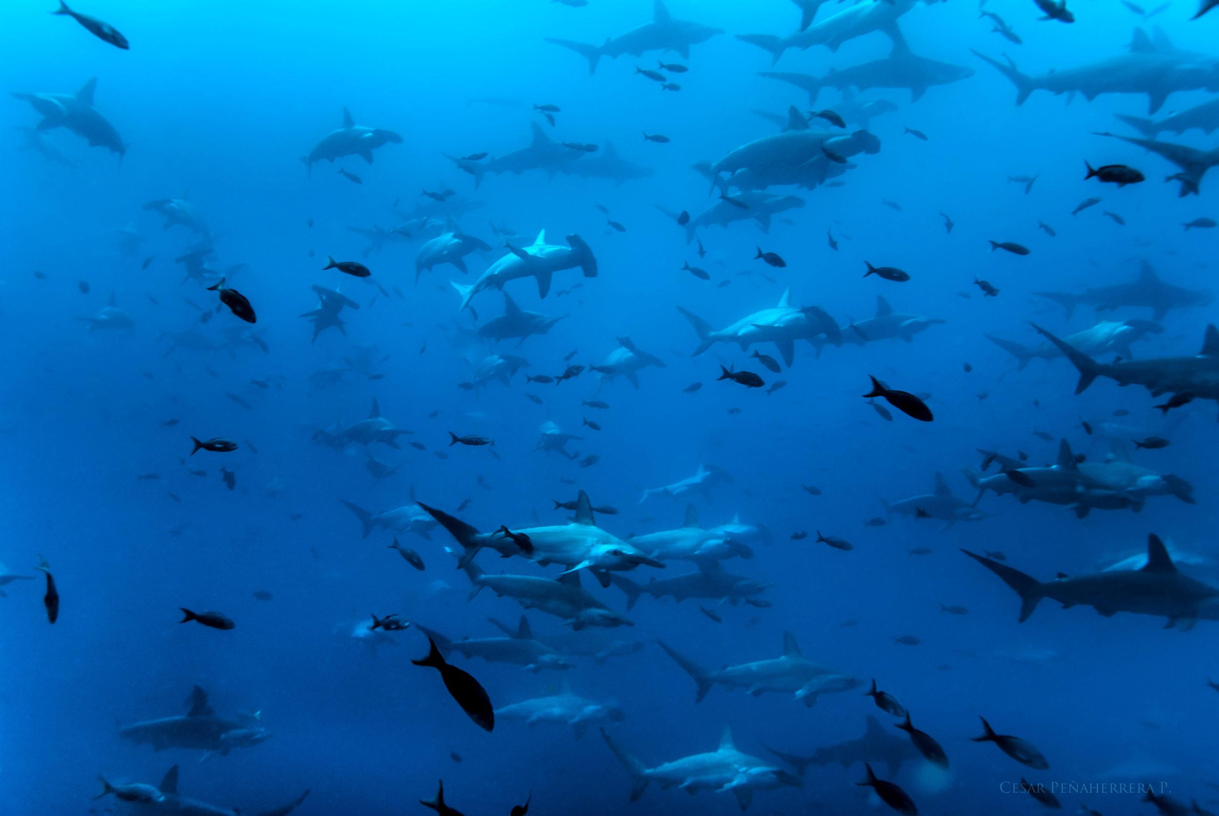 A school of hammerhead sharks swims in the Eastern Tropical Pacific Marine Corridor. Credit: César Peñaherrera/MigraMar