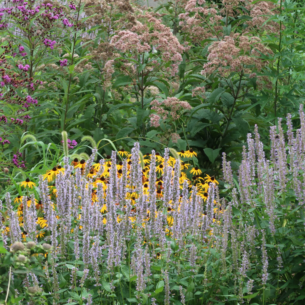 The pollinator garden at Calvert Vaux Park is seen in full bloom. Credit: Brooklyn Horticulture Gardener Shed Team
