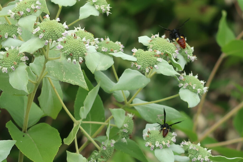 Bees pollinate flowers at the pollinator garden in Calvert Vaux Park. Credit: Brooklyn Horticulture Gardener Shed Team