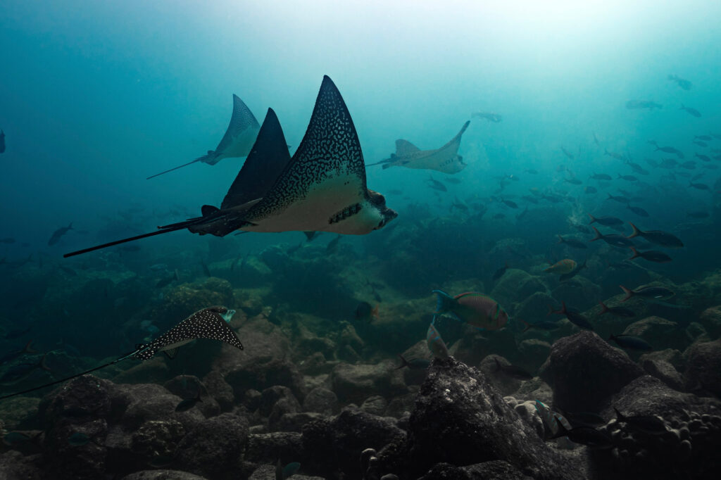 Spotted eagle rays are seen in the Galapagos. Credit: Carlos Espinosa/Charles Darwin Foundation