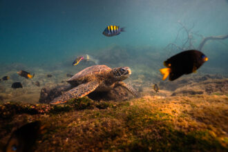 A green sea turtle rests in the Galapagos. Credit: Carlos Espinosa/Charles Darwin Foundation