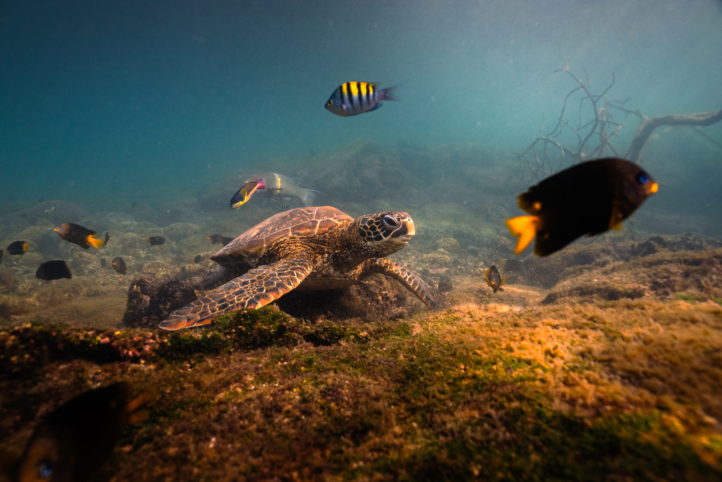 A green sea turtle rests in the Galapagos. Credit: Carlos Espinosa/Charles Darwin Foundation
