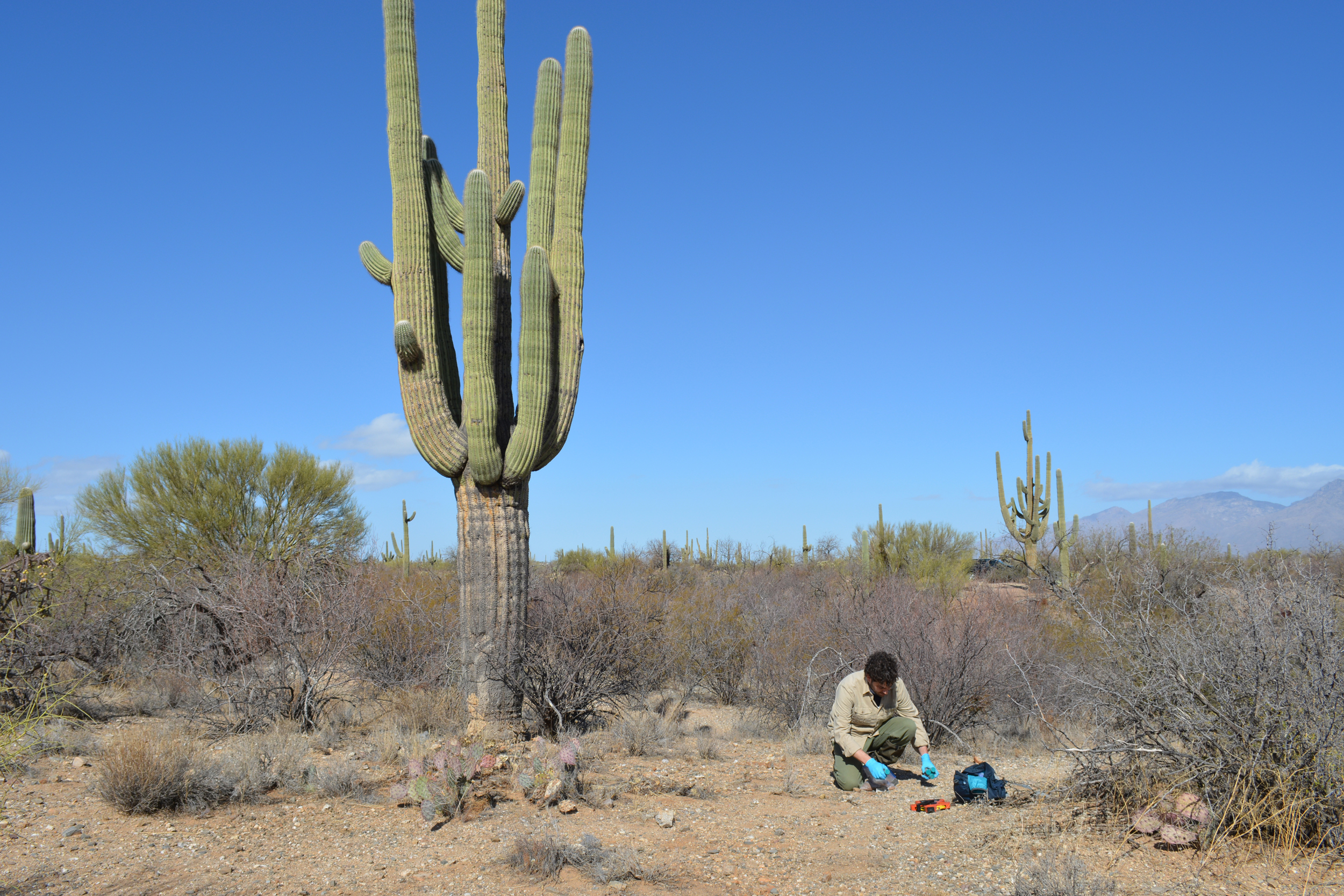 Justin Stewart collects a soil sample in Saguaro National Park. Credit: Wyatt Myskow/Inside Climate News