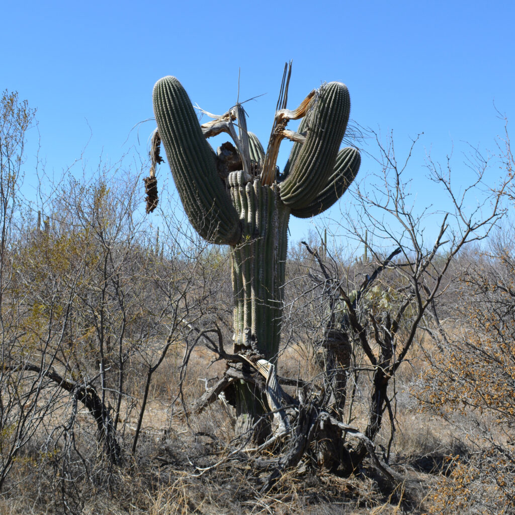 A dead saguaro cactus is seen in Saguaro National Park. Credit: Wyatt Myskow/Inside Climate News