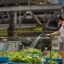 Volunteer Jessica Wilks waters the plants of the Hell’s Kitchen Farm Project with the bridges of the Port Authority in the background. Credit: Ryan Krugman/Inside Climate News