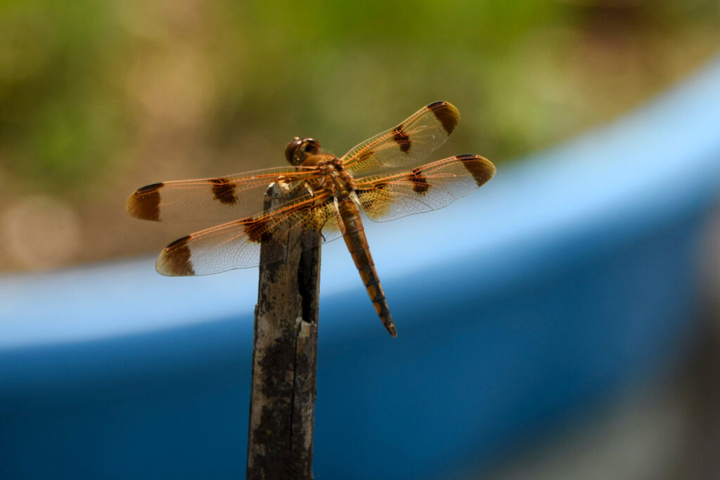 The Hell’s Kitchen Farm Project garden attracts native insects like this Painted Skimmer. Credit: Ryan Krugman/Inside Climate News