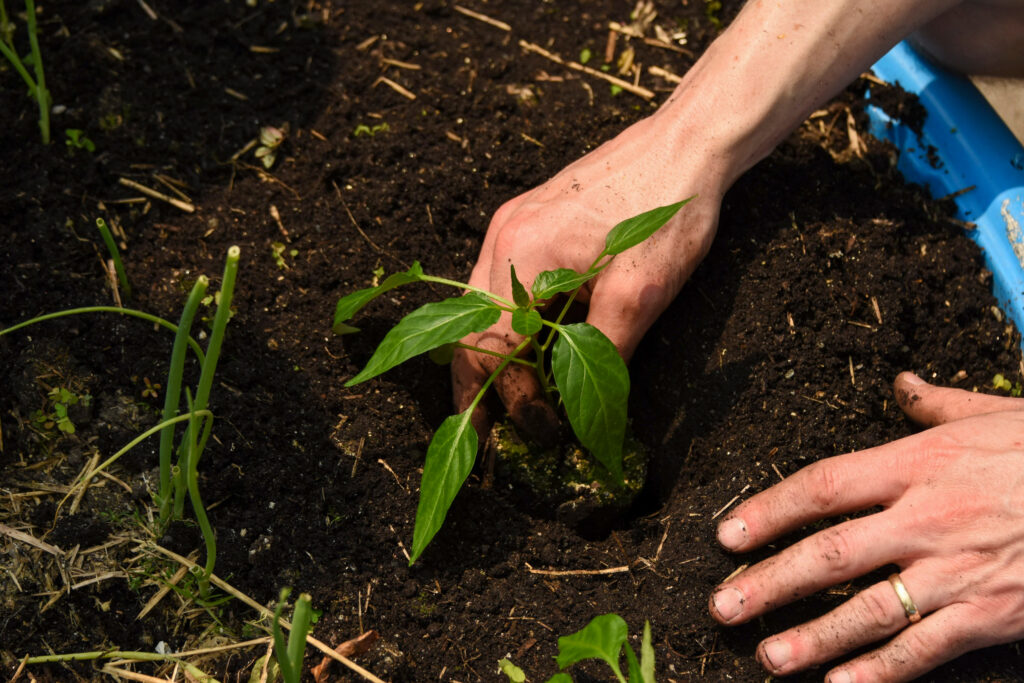 A volunteer helps to plant pepper seedlings at the rooftop garden. Credit: Ryan Krugman/Inside Climate News