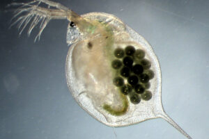 A microscopic view of a female Daphnia magna, or water flea, with a clutch of cloned eggs. Credit: Dieter Ebert/Bethesda/National Library of Medicine/National Center for Biotechnology Information