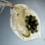 A microscopic view of a female Daphnia magna, or water flea, with a clutch of cloned eggs. Credit: Dieter Ebert/Bethesda/National Library of Medicine/National Center for Biotechnology Information
