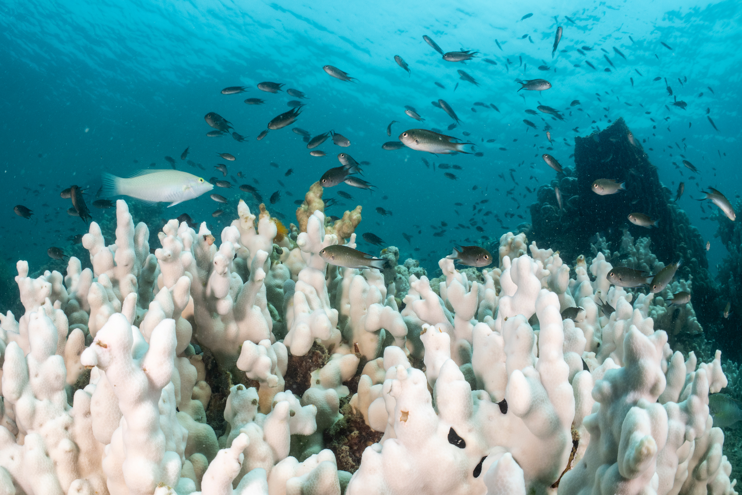 Fish swim over a reef affected by coral bleaching from extreme heat on May 8, 2024, in Trat, Thailand. Credit: Sirachai Arunrugstichai/Getty Images