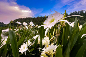 Hundreds of Alabamians flock to the Cahaba River each year during peak blooming season. Credit: Lee Hedgepeth/Inside Climate News