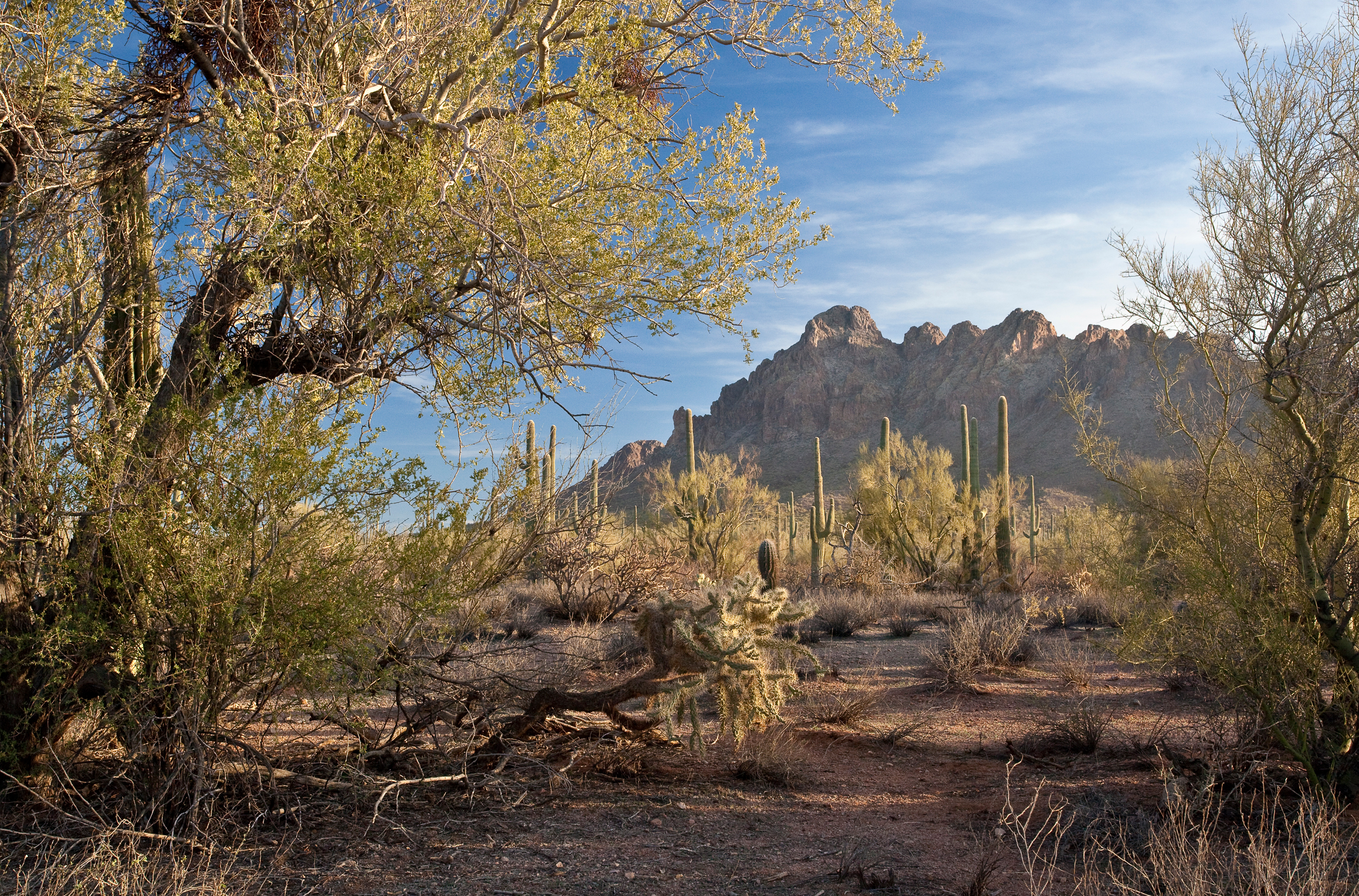 The Ironwood Forest National Monument covers 129,000 acres in Arizona. Credit: Bob Wick/BLM