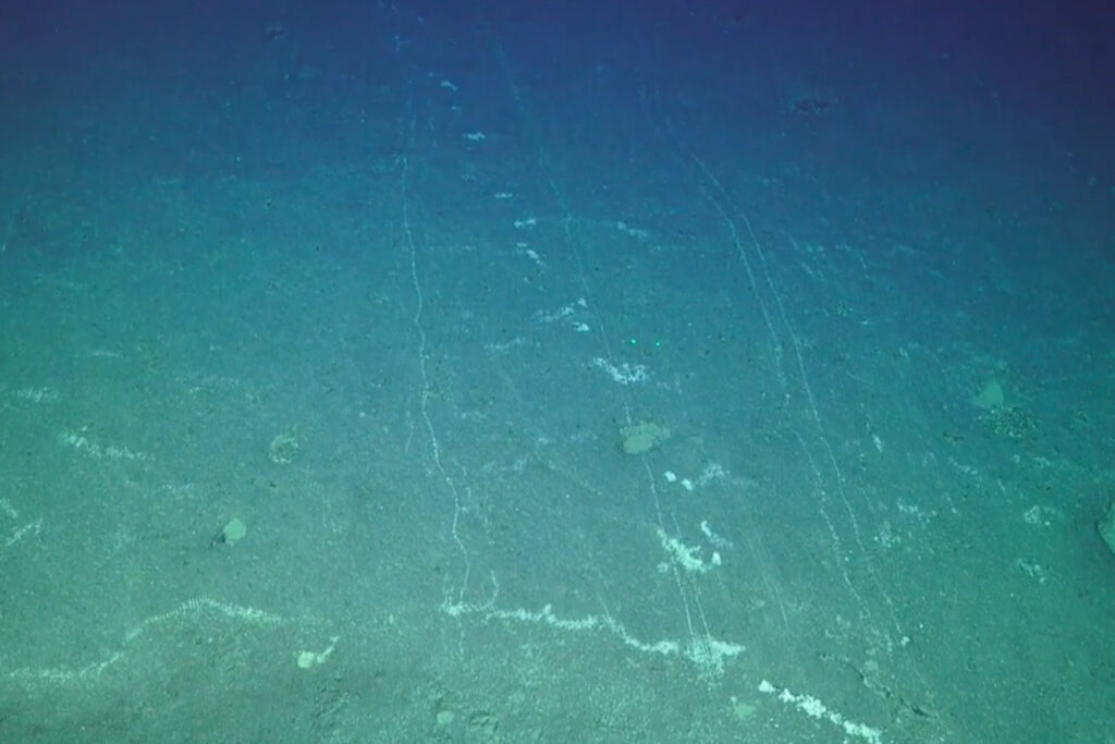Bottom trawl scars are seen in Kammu Seamount on the Hawaiian–Emperor seamount chain. Credit: Amy Baco Taylor/Greenpeace