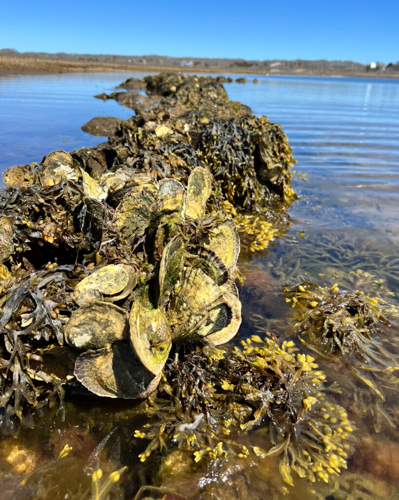 Oyster shells are used to help restore a salt marsh at the Medouie Creek Estuary in Polpis Harbor. Credit: Jennifer Karberg/Nantucket Conservation Foundation