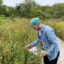 The Jamaica Bay-Rockaway Parks Conservancy conducts field work at a pollinator garden in Jamaica Bay Wildlife Refuge. Credit: Jamaica Bay-Rockaway Parks Conservancy