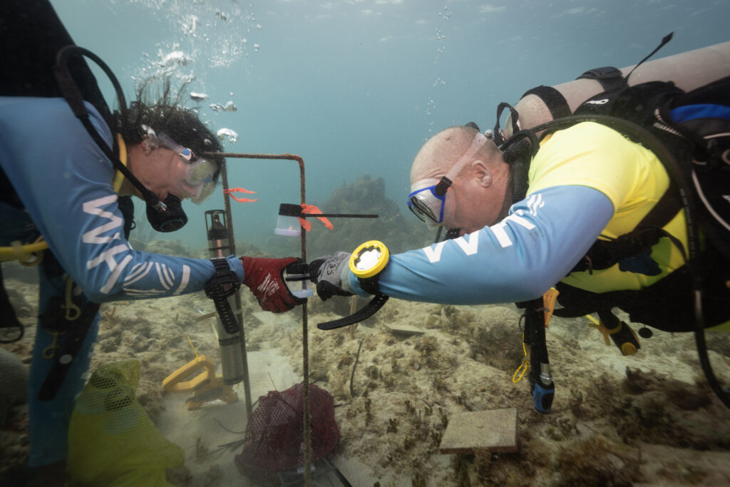 WHOI biologists Nadege Aoki (left)
and Aran Mooney install an underwater speaker system to broadcast
healthy reef sounds, off the coast of the U.S Virgin Islands. Credit: Dan Mele/Woods Hole Oceanographic Institution