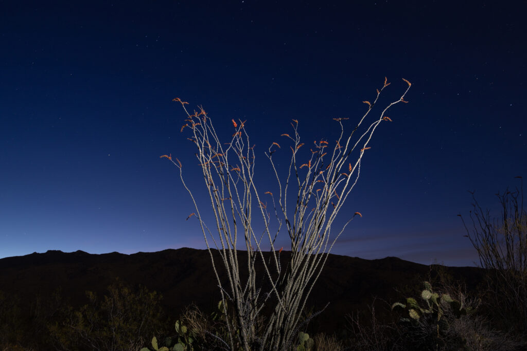 A blooming ocotillo is seen in the evening near Tucson, Ariz. Credit: John Burcham/SPUN