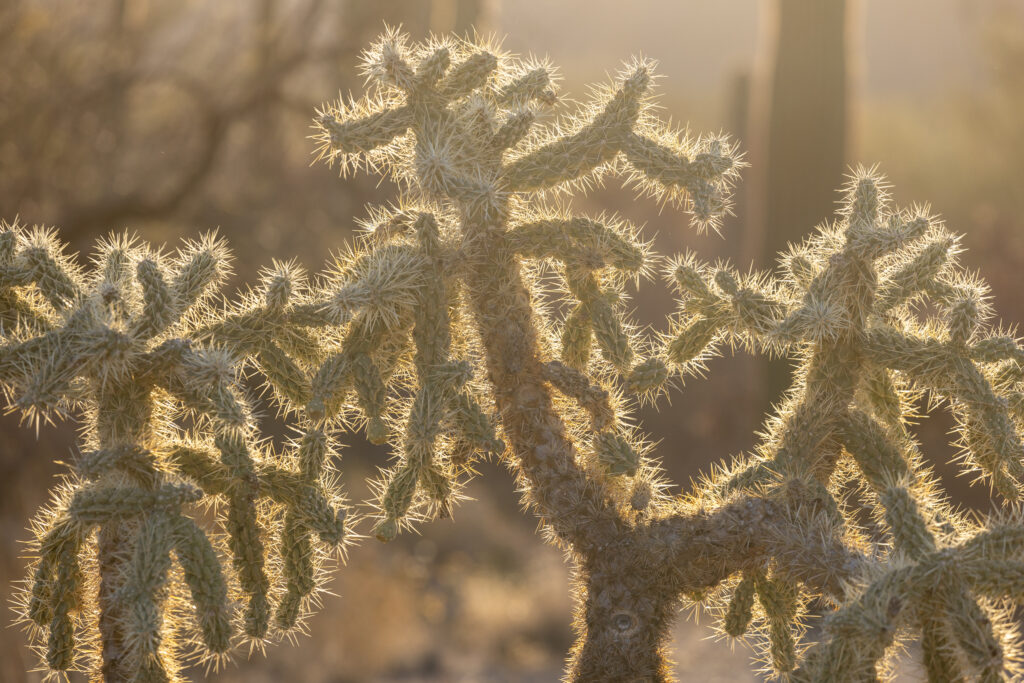 A cholla cactus is seen in Saguaro National Park. Credit: John Burcham/SPUN