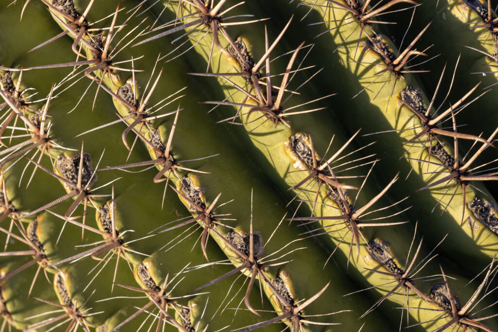 The spines of a saguaro cactus are seen in Saguaro National Park. Credit: John Burcham/SPUN